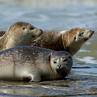 Jonge Gewone zeehonden (Phoca vitulina) rustend op golfbreker, Koksijde, België
